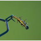 МУШКИ ДОННЫЕ