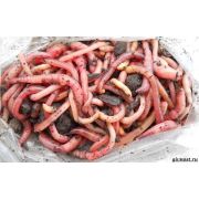 Червь Бурятия Бляха-Муха 20-25