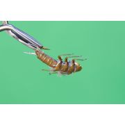 5854-10 Нимфа Веснянка голд Kamasan №10