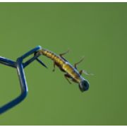 5858-14 Нимфа Переколомина принт №14