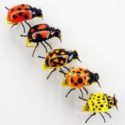 5182 Мушка сухая Божья коровка № 16