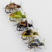 5186-12 Мушка сухая Лесной клоп № 12