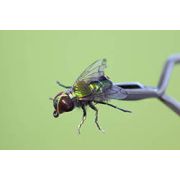 5582-16 Мушка универсальная Падальщица №16